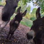 des animaux pour toutes la famille, nature et découverte en ariège